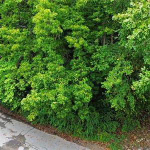 Photo #4 of 412 Fulcher Street, Suffolk, Virginia 0.1 acres