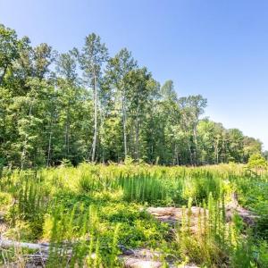 Photo #12 of 19041 The Glebe Lane, Charles City, Virginia 83.0 acres