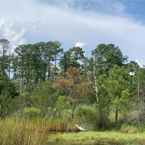 Photo #34 of Carmines Island Road, Hayes, Virginia 7.0 acres