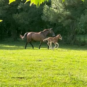 Photo #36 of 2010 Great Fork Road, Suffolk, Virginia 3.0 acres
