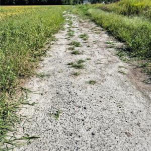 Photo #13 of 1769 Land Of Promise Road, Chesapeake, Virginia 25.0 acres