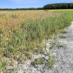 Photo #10 of 1773 Land Of Promise Road, Chesapeake, Virginia 37.3 acres