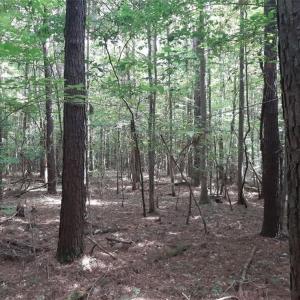 Photo #3 of 6664 Blackwater Road, Virginia Beach, Virginia 9.7 acres