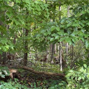 Photo #4 of 6.72Ac Hudson Mill Drive Drive, Lawrenceville, Virginia 6.7 acres