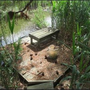 Private fishing area toward back of property on Broad Ck