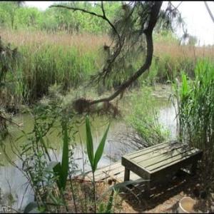 Private fishing area toward back of property on Broad Ck