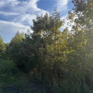 Photo #2 of 7ACRES BACK BAY PUNGO, Virginia Beach, Virginia 7.0 acres