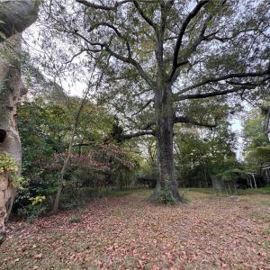 Photo #7 of 2317 Firman Street, Chesapeake, Virginia 2.2 acres