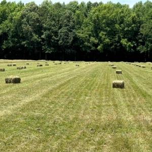 Photo #15 of 42 AC Saint Brides Road, Chesapeake, Virginia 42.0 acres