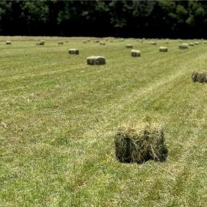 Photo #16 of 42 AC Saint Brides Road, Chesapeake, Virginia 42.0 acres