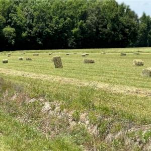 Photo #17 of 42 AC Saint Brides Road, Chesapeake, Virginia 42.0 acres