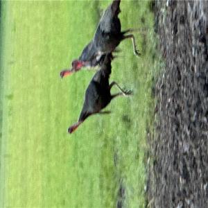 Photo #19 of 42 AC Saint Brides Road, Chesapeake, Virginia 42.0 acres