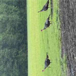 Photo #20 of 42 AC Saint Brides Road, Chesapeake, Virginia 42.0 acres