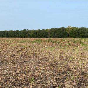 Photo #35 of 42 AC Saint Brides Road, Chesapeake, Virginia 42.0 acres