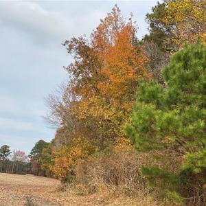 Photo #41 of 42 AC Saint Brides Road, Chesapeake, Virginia 42.0 acres