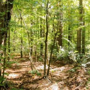 Photo #10 of 22 AC Johnson Lane, Chesapeake, Virginia 22.0 acres