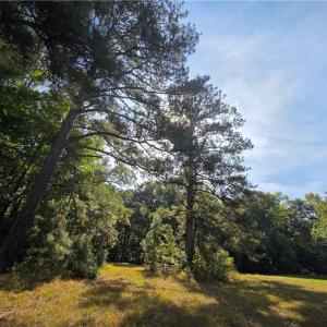 Big Double Trunk Pine Rear of Field