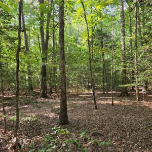 +- 28Adres of Wooded Solitude