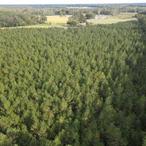 Photo #11 of 12AC Jenkins Mill Road, Franklin, Virginia 12.7 acres