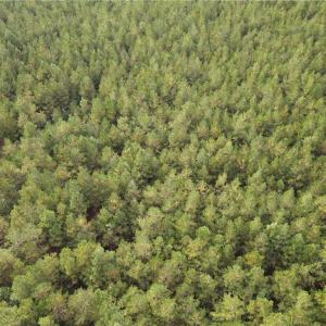 Photo #12 of 12AC Jenkins Mill Road, Franklin, Virginia 12.7 acres