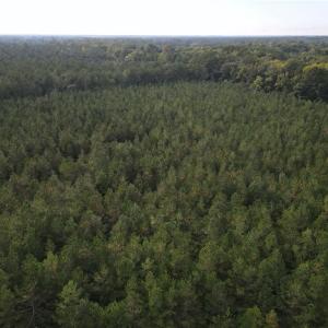 Photo #13 of 12AC Jenkins Mill Road, Franklin, Virginia 12.7 acres