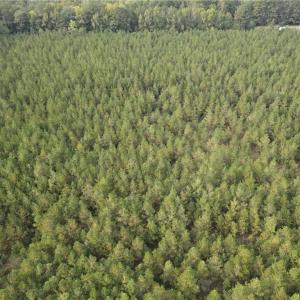 Photo #20 of 12AC Jenkins Mill Road, Franklin, Virginia 12.7 acres