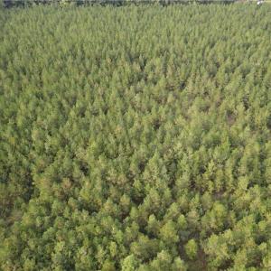 Photo #21 of 12AC Jenkins Mill Road, Franklin, Virginia 12.7 acres