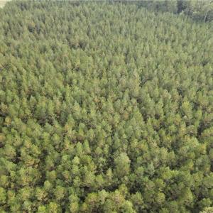 Photo #5 of 12AC Jenkins Mill Road, Franklin, Virginia 12.7 acres