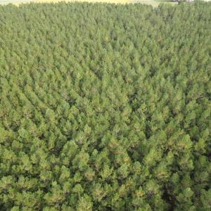 Photo #8 of 12AC Jenkins Mill Road, Franklin, Virginia 12.7 acres