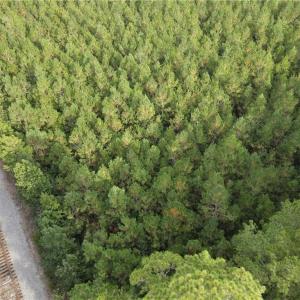 Photo #9 of 12AC Jenkins Mill Road, Franklin, Virginia 12.7 acres