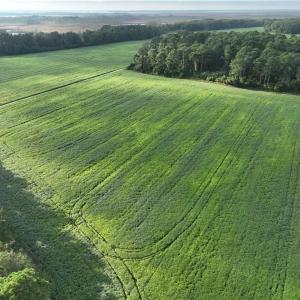 Photo #7 of 133 Blue Heron Lane, Knotts Island, North Carolina 51.0 acres