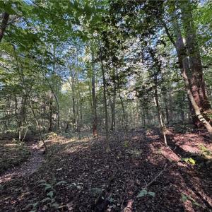 Photo #11 of 26-17 Catapult Lane, Gloucester, Virginia 13.4 acres