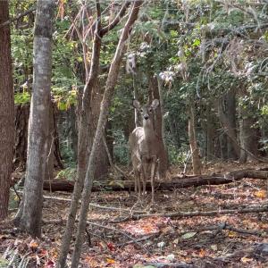 Photo #6 of 26-17 Catapult Lane, Gloucester, Virginia 13.4 acres