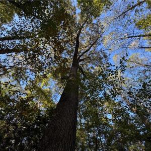 Photo #8 of 26-17 Catapult Lane, Gloucester, Virginia 13.4 acres