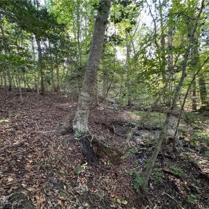 Photo #9 of 26-17 Catapult Lane, Gloucester, Virginia 13.4 acres