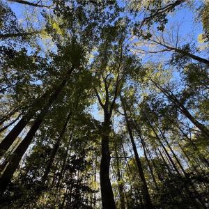 Photo #10 of 26-17 Catapult Lane, Gloucester, Virginia 13.4 acres