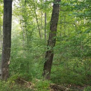 Photo #2 of 12 Noel, Stoneville, NC 0.9 acres