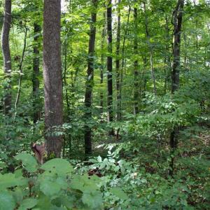 Photo #6 of 238 Bluff, Salisbury, NC 1.1 acres