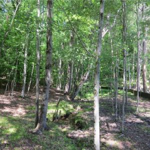 Creek runs along edge of property