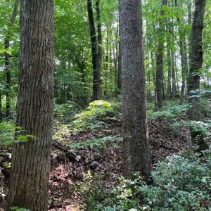Photo #2 of 5.25 Ac Capella Ridge, King, NC 5.3 acres