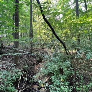 Photo #7 of 5.25 Ac Capella Ridge, King, NC 5.3 acres