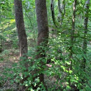Photo #9 of 5.25 Ac Capella Ridge, King, NC 5.3 acres
