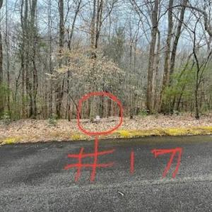 Lot 17