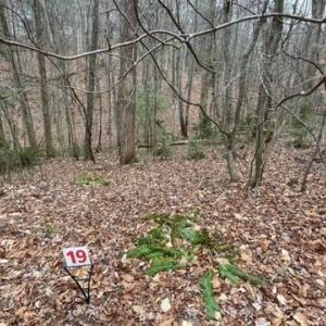 Lot 19