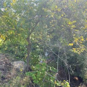 Photo #5 of 4736 Main, Winston-Salem, NC 22.0 acres