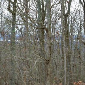 Photo #6 of 2119 Sierra Trace, Denton, NC 1.3 acres