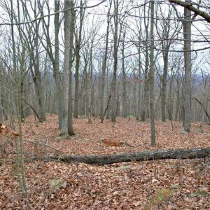 Photo #7 of 2119 Sierra Trace, Denton, NC 1.3 acres