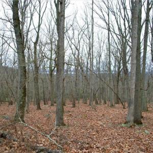 Photo #3 of 2119 Sierra Trace, Denton, NC 1.3 acres