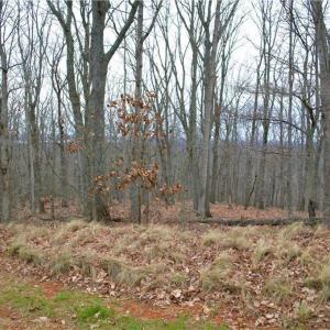 Photo #5 of 2119 Sierra Trace, Denton, NC 1.3 acres