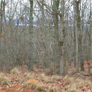 Photo #4 of 2119 Sierra Trace, Denton, NC 1.3 acres